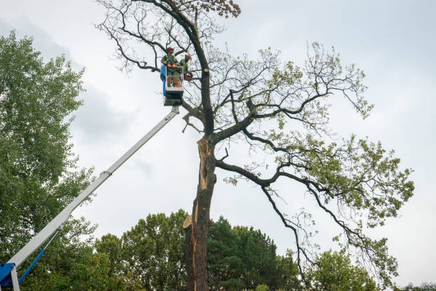 Best Palm Tree Trimming  in Howards Grove, WI